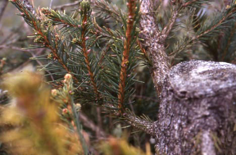 Taille sévère sur Picea abies - © N. Dorion